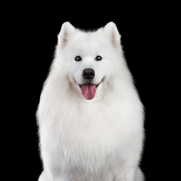 Cães